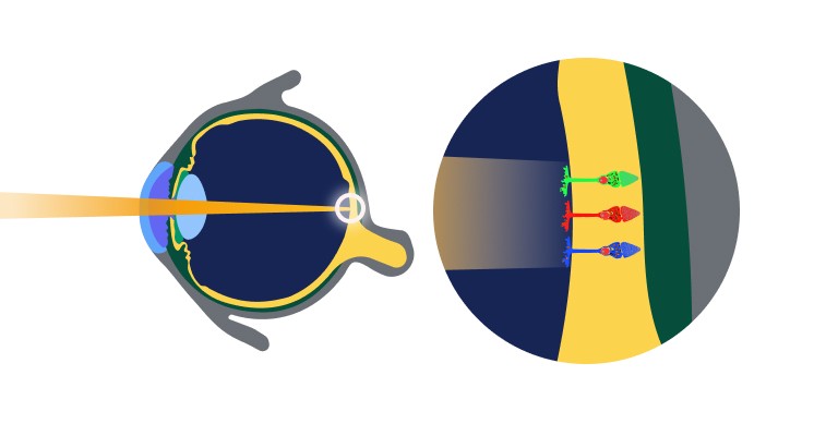 A cross-section of the eye with light entering the lens, beside a magnified view of the retina showing red, green and blue cone cells.